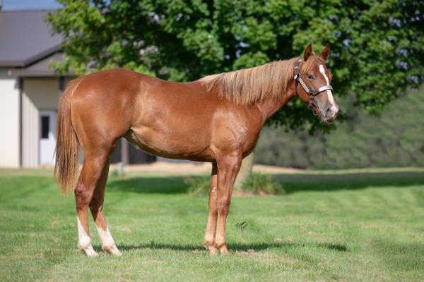 Wild Haired Mary Wild Haired Cat Janssen Performance Horses, LLC