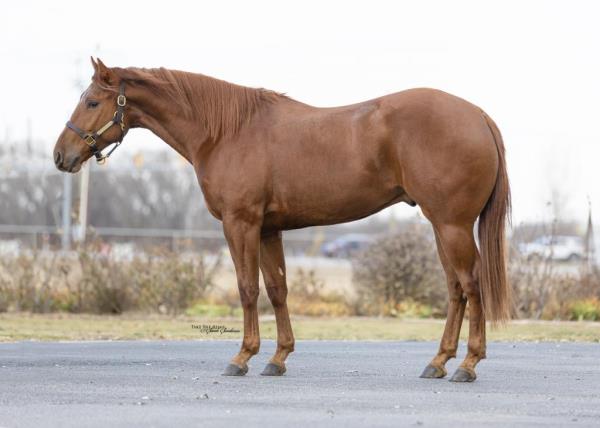 【CSR】 Red Hare, Unrivaled Stallion - EVP Volstead filly completes Ohio triple crown in $300,000