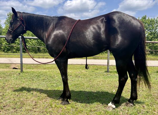 Unfixed Stallion Mr Smooth Cinco
