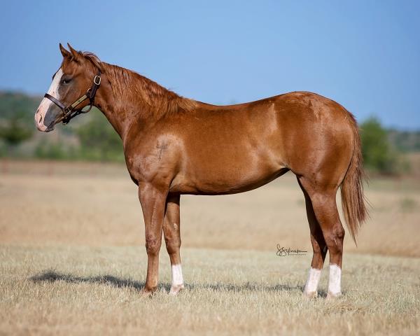 Remnant Sale 6x45 Gray Western Ranch Cowboys 