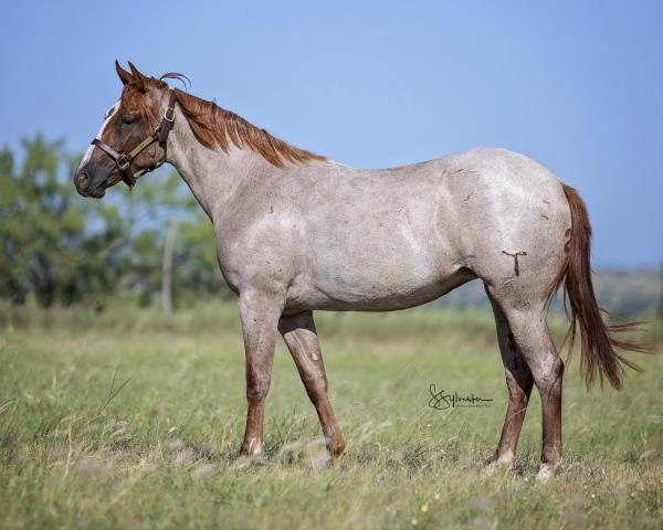 Remnant Sale 6x45 Gray Western Ranch Cowboys 