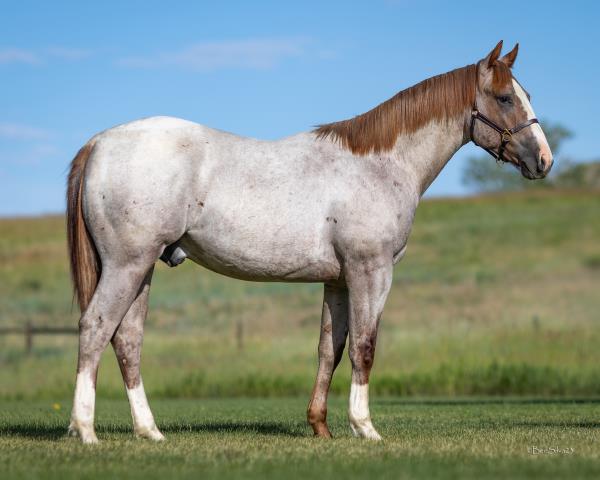 Remnant Sale 6x45 Gray Western Ranch Cowboys 