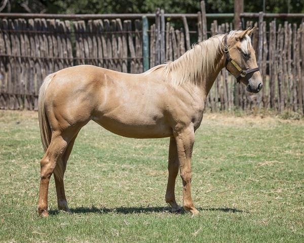 Remnant Sale 6x45 Gray Western Ranch Cowboys 