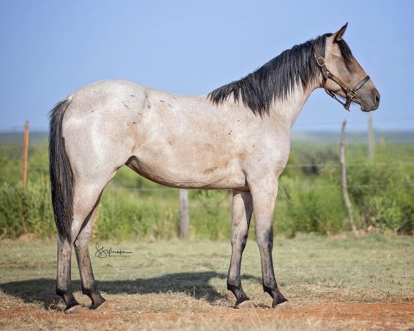 Remnant Sale 6x45 Gray Western Ranch Cowboys 