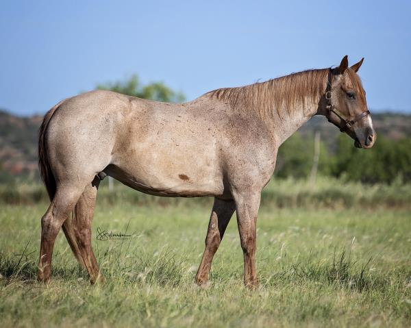 Remnant Sale 6x45 Gray Western Ranch Cowboys 