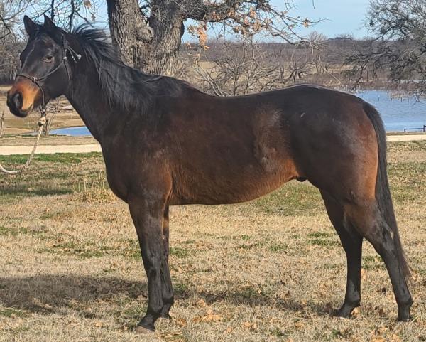 Keystone Barrel Racing Click For Video