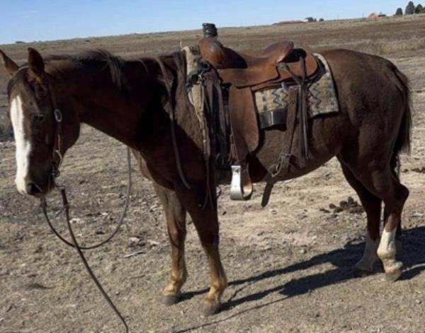 Keystone Barrel Racing Click For Video