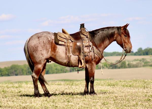 Old Roping Pen 38