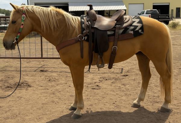 Keystone Barrel Racing Click For Video
