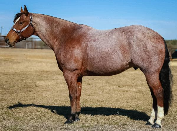 Red Lock Ranch