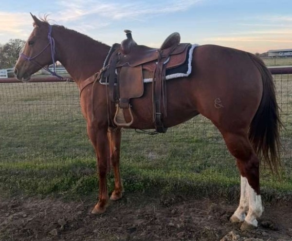 Keystone Barrel Racing Kissin Assets